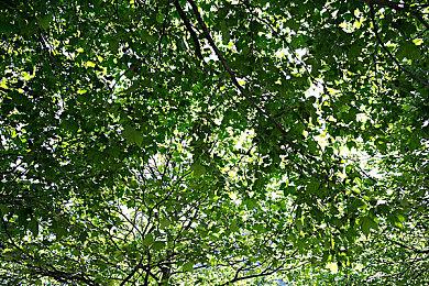 卡牌回合制游戏《Sigil of the Magi》发售 国区原价50元