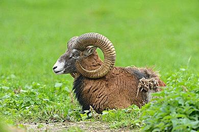 《刺客信条4：黑旗》庆祝10周年 玩家数超3400万